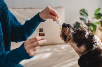 Cbd Huile Chien