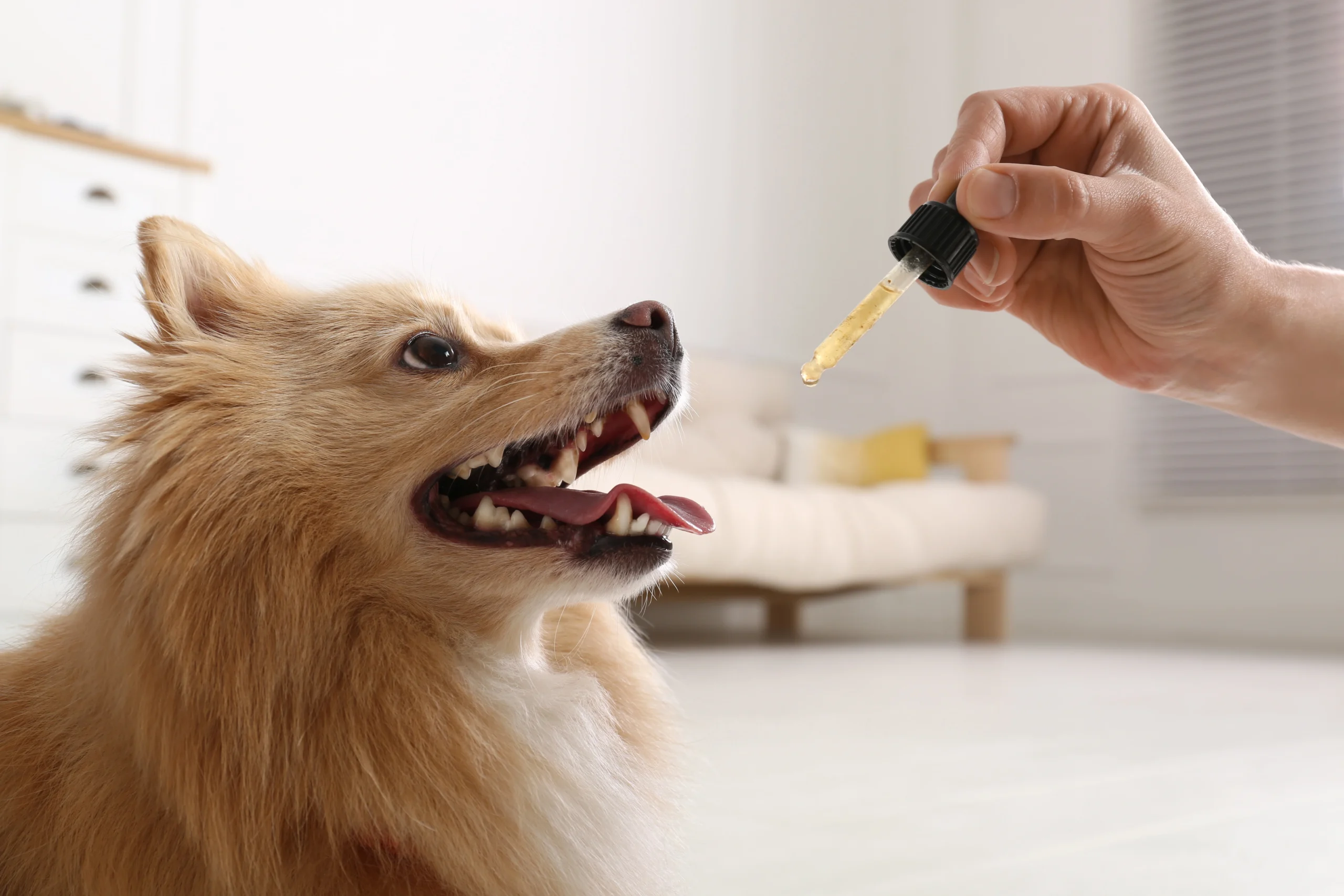 Cbd Huile Chien