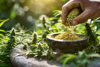 Maîtriser la préparation de la fleur de CBD : guide pas à pas