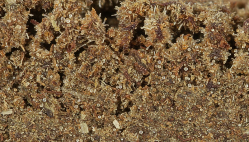 texture résine cbd compacte et riche en trichomes